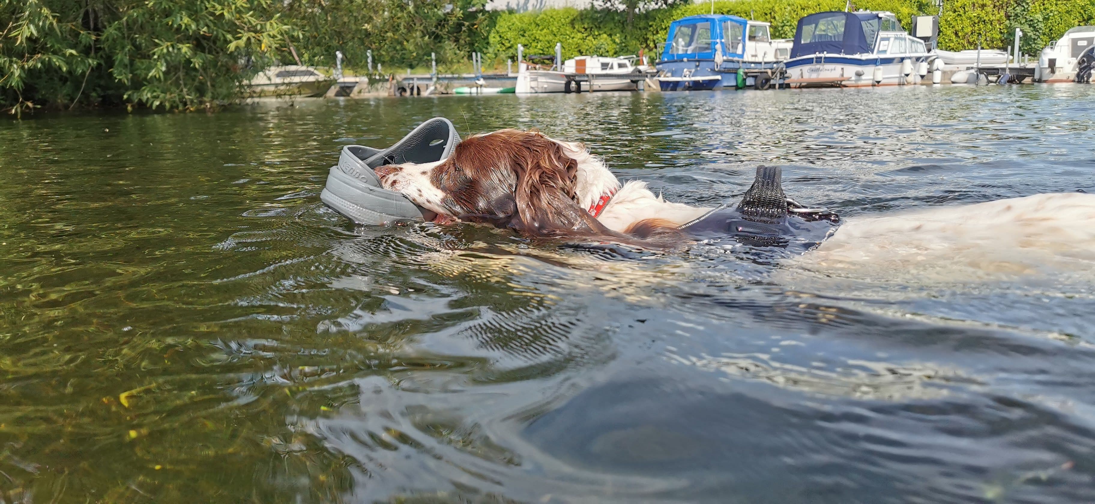 Government and Council Support